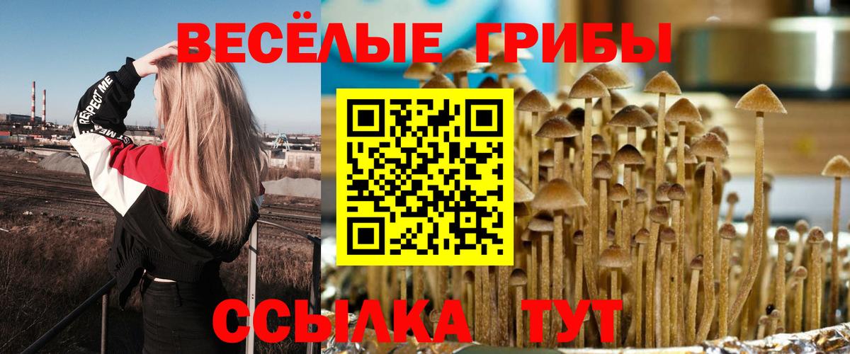 Псилоцибиновые грибы прущие грибы  Псилоцибиновые грибы GOLDEN TEACHER  Вход с VPN  Грозный 